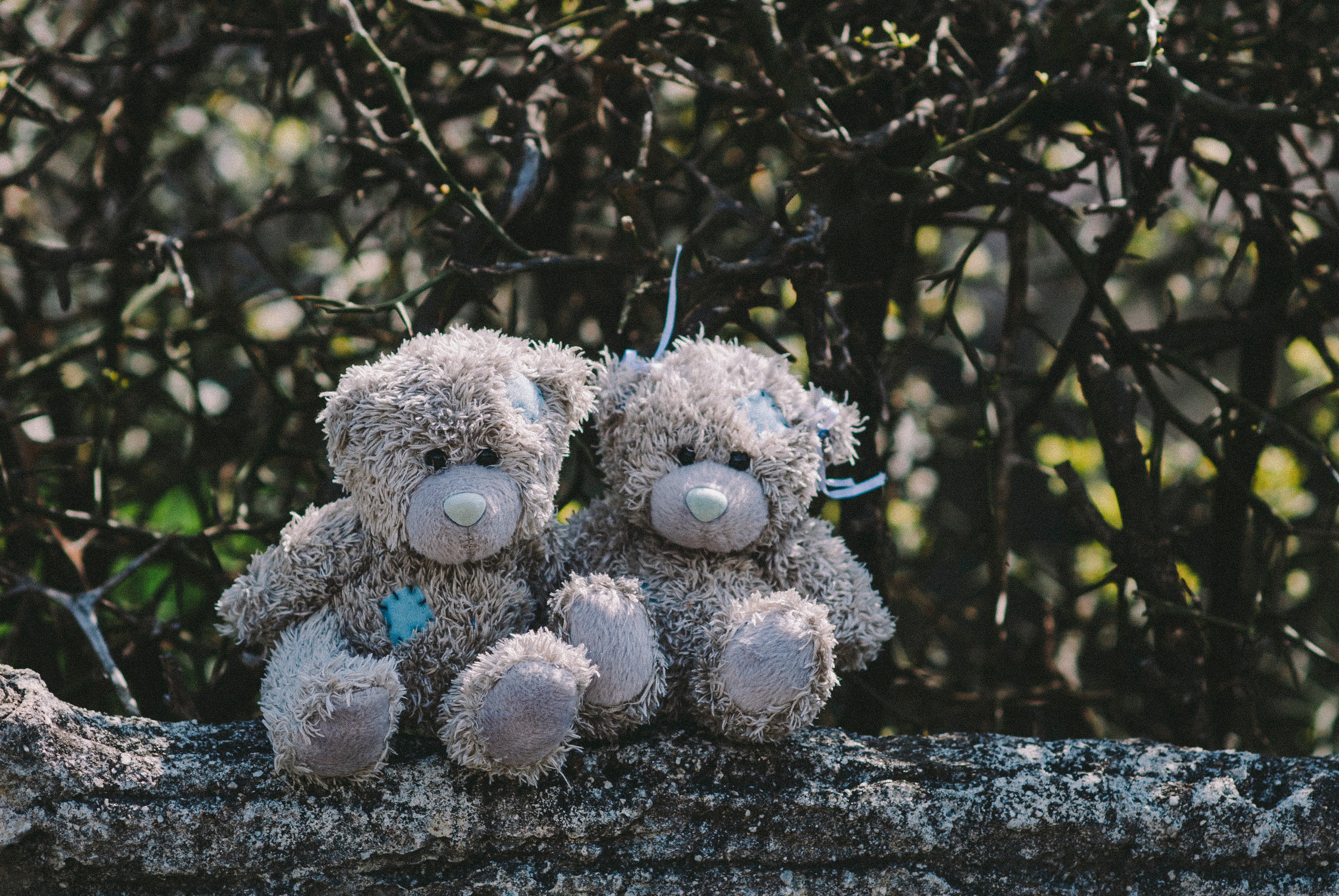 teddy