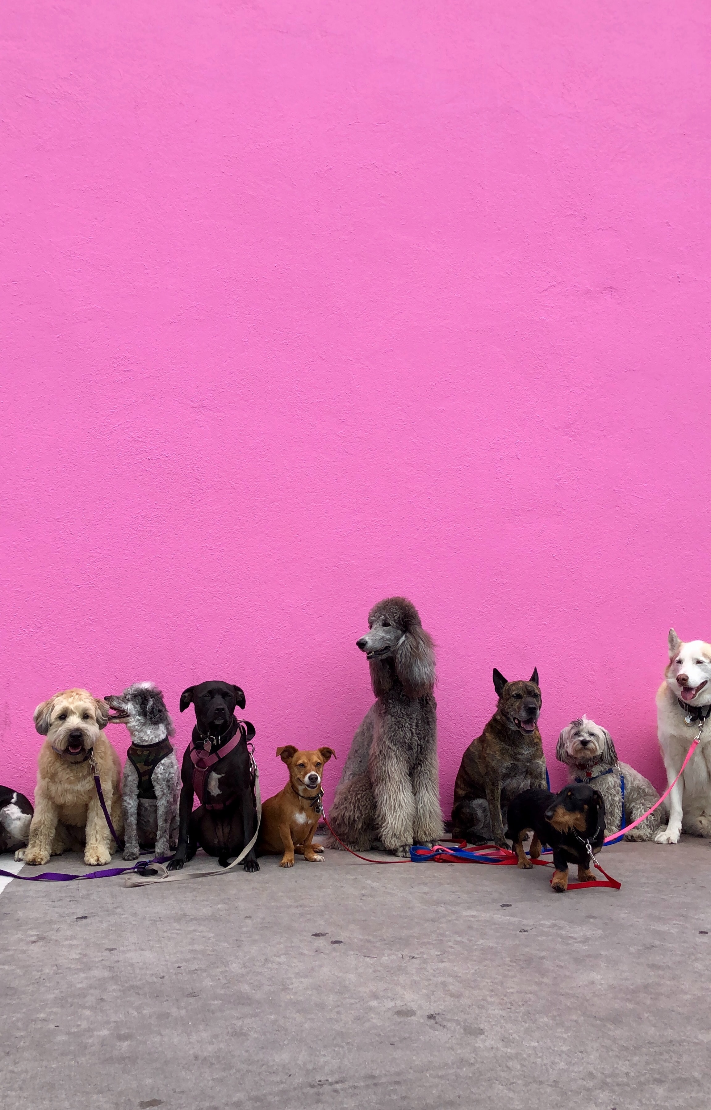 dog