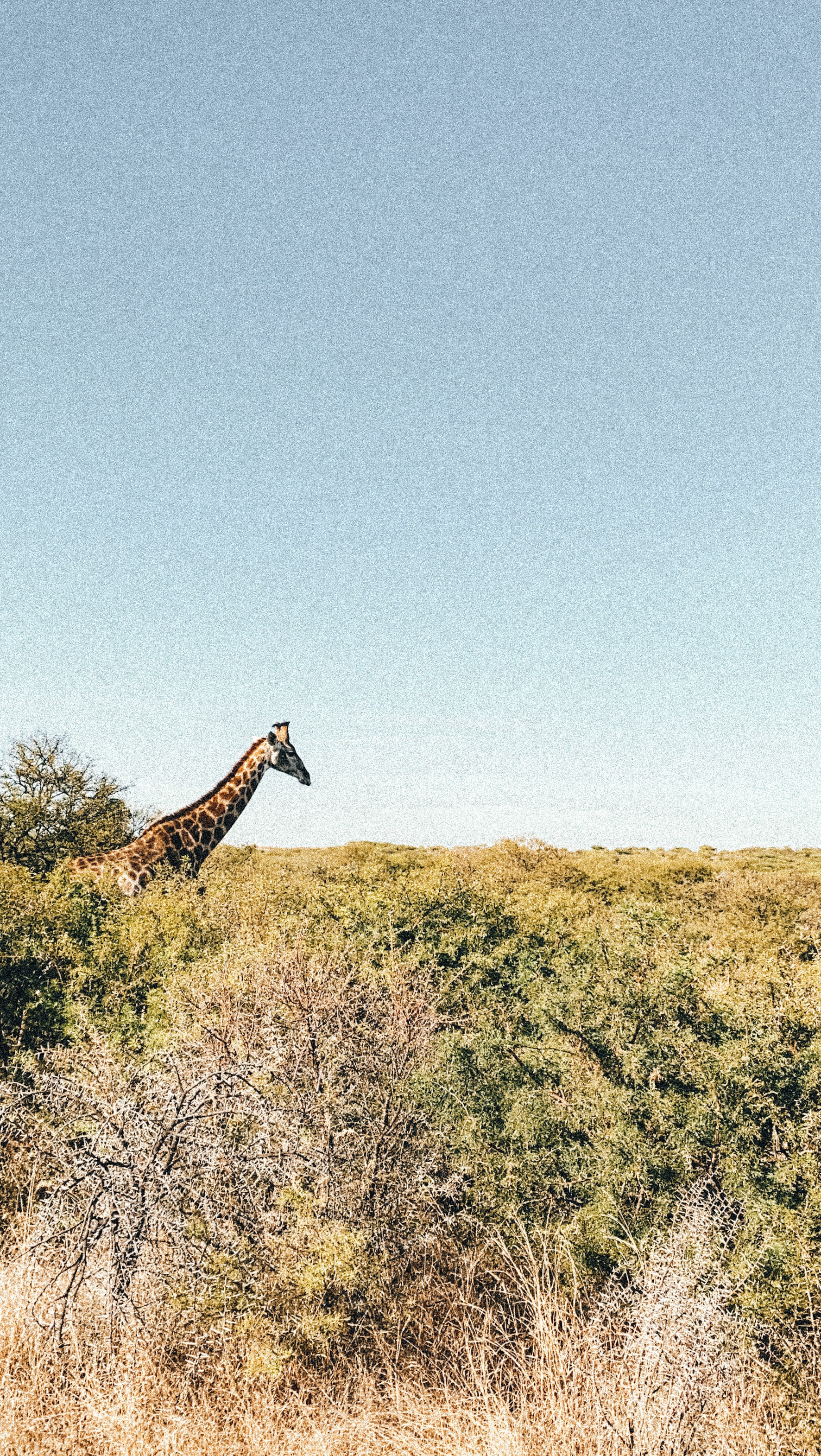 safari