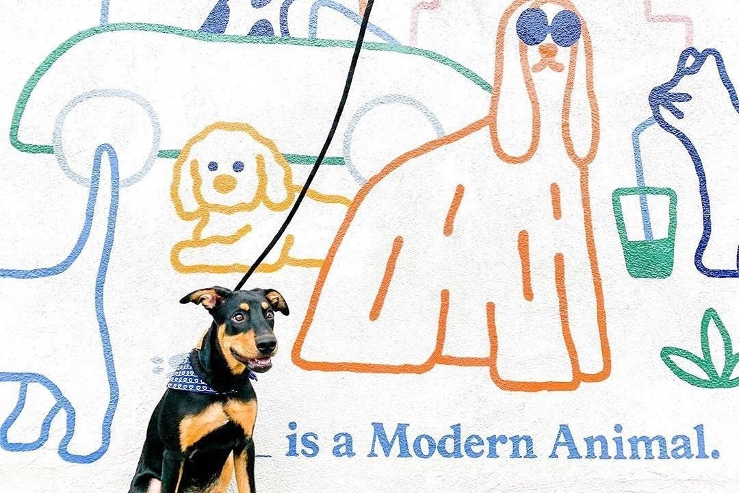 Modern Animal