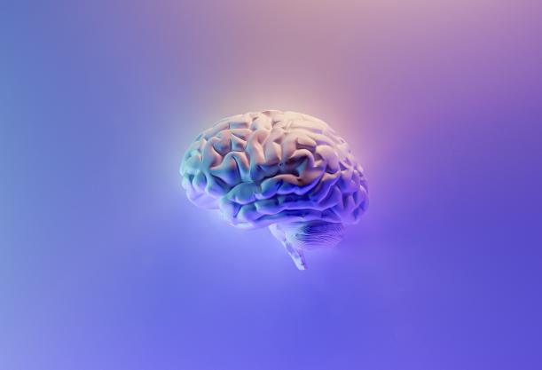 Brain 