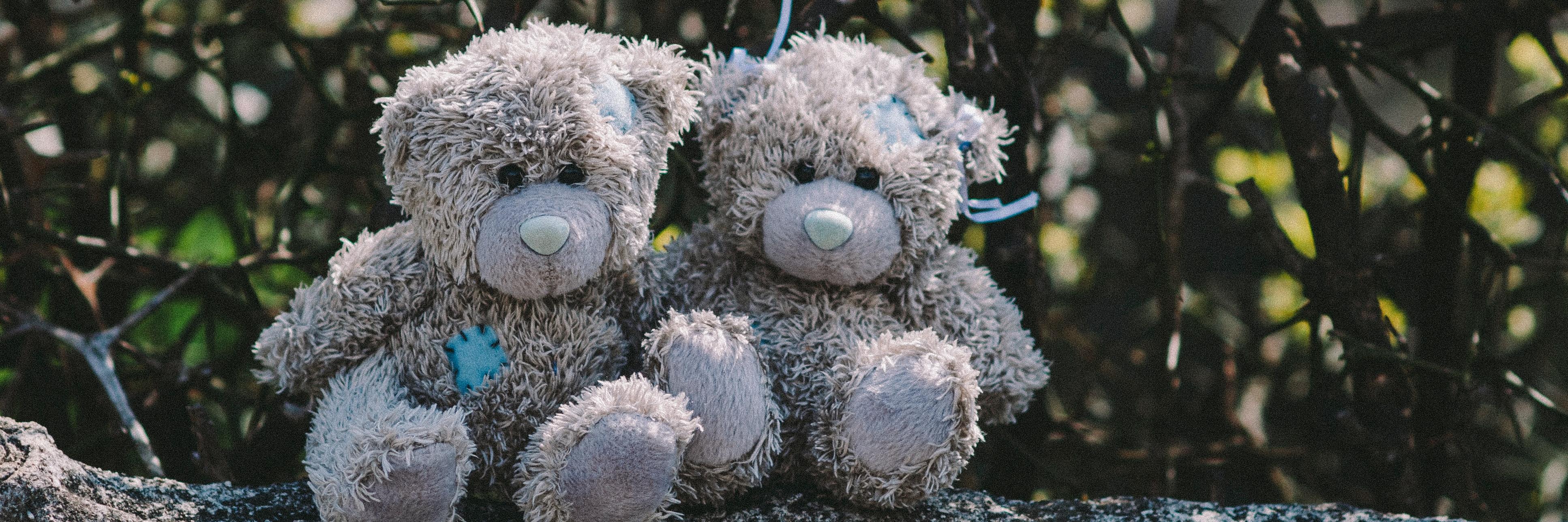 teddy
