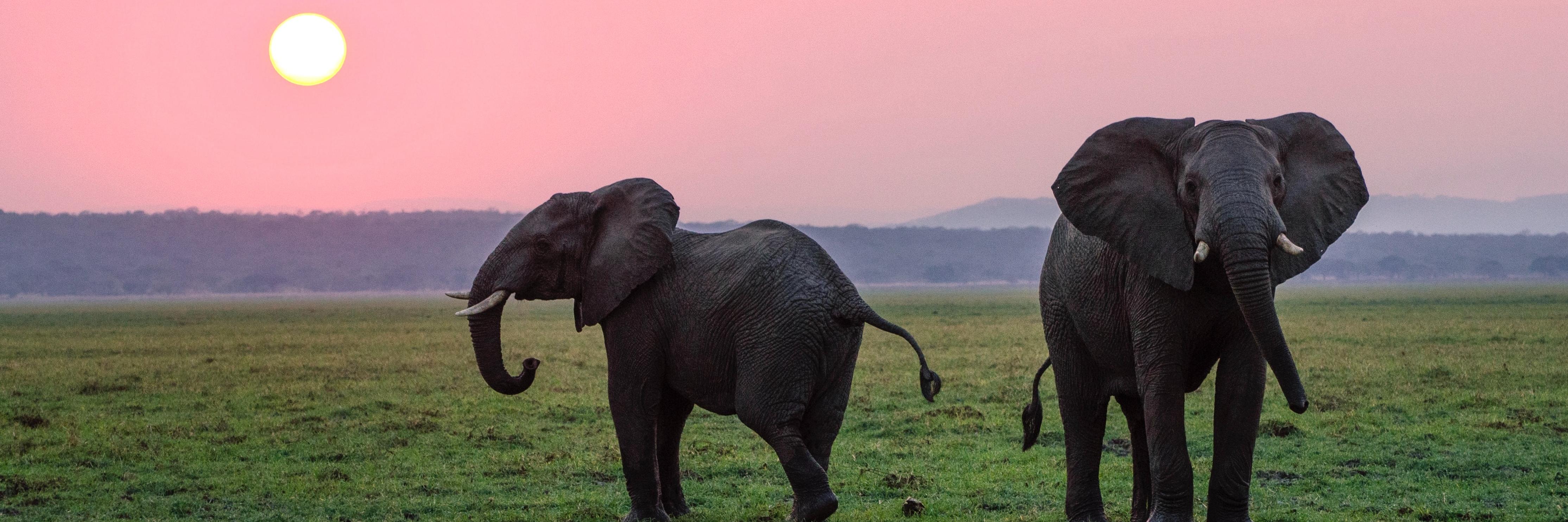 elephant