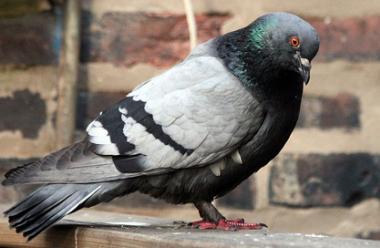 Pigeon Pigeon, Board Game