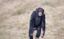 ape