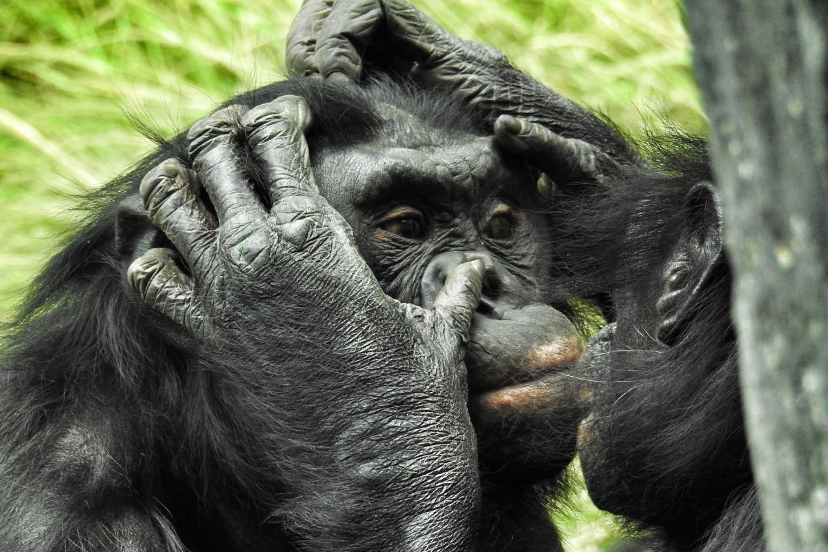 bonobo