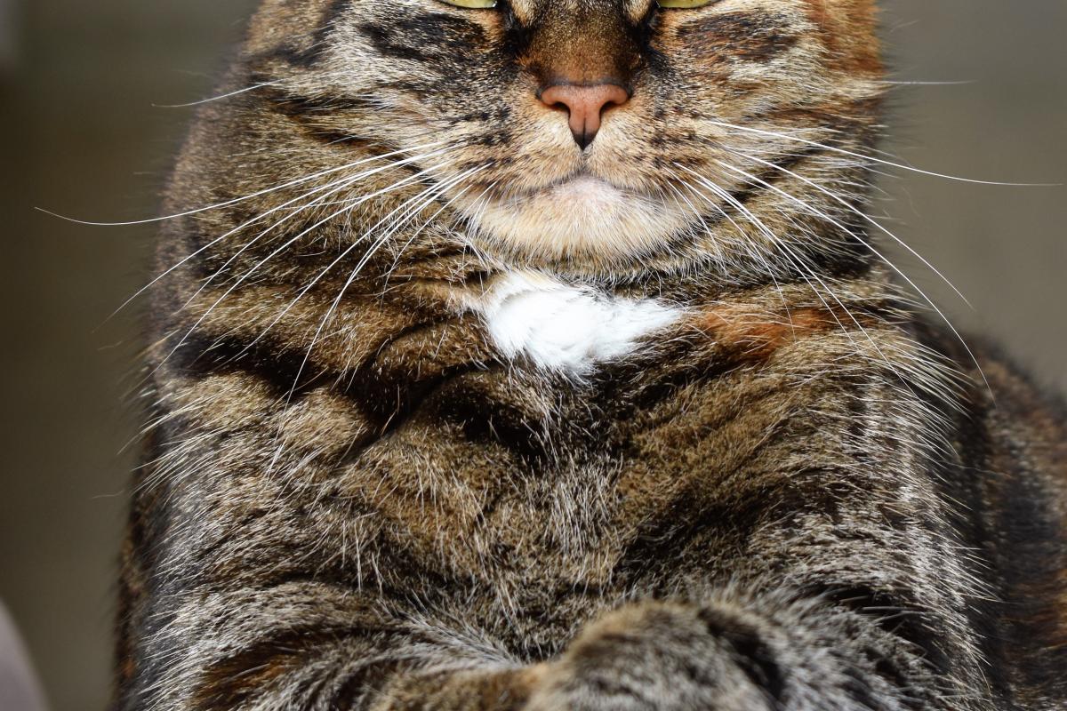 cat
