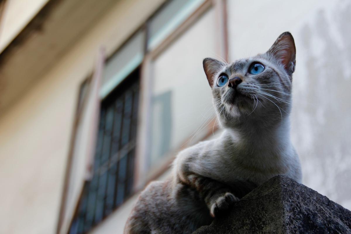 cat