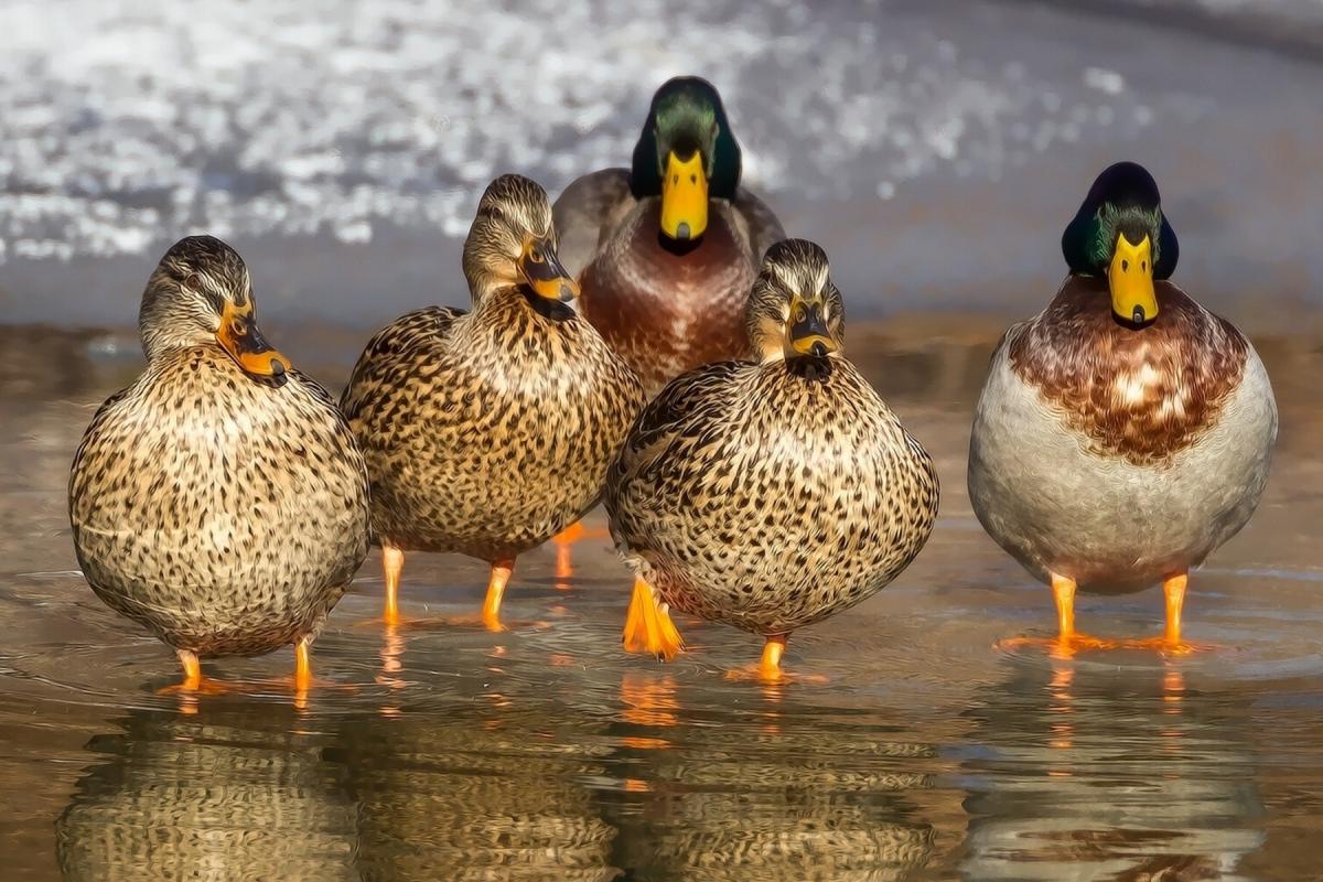 ducks