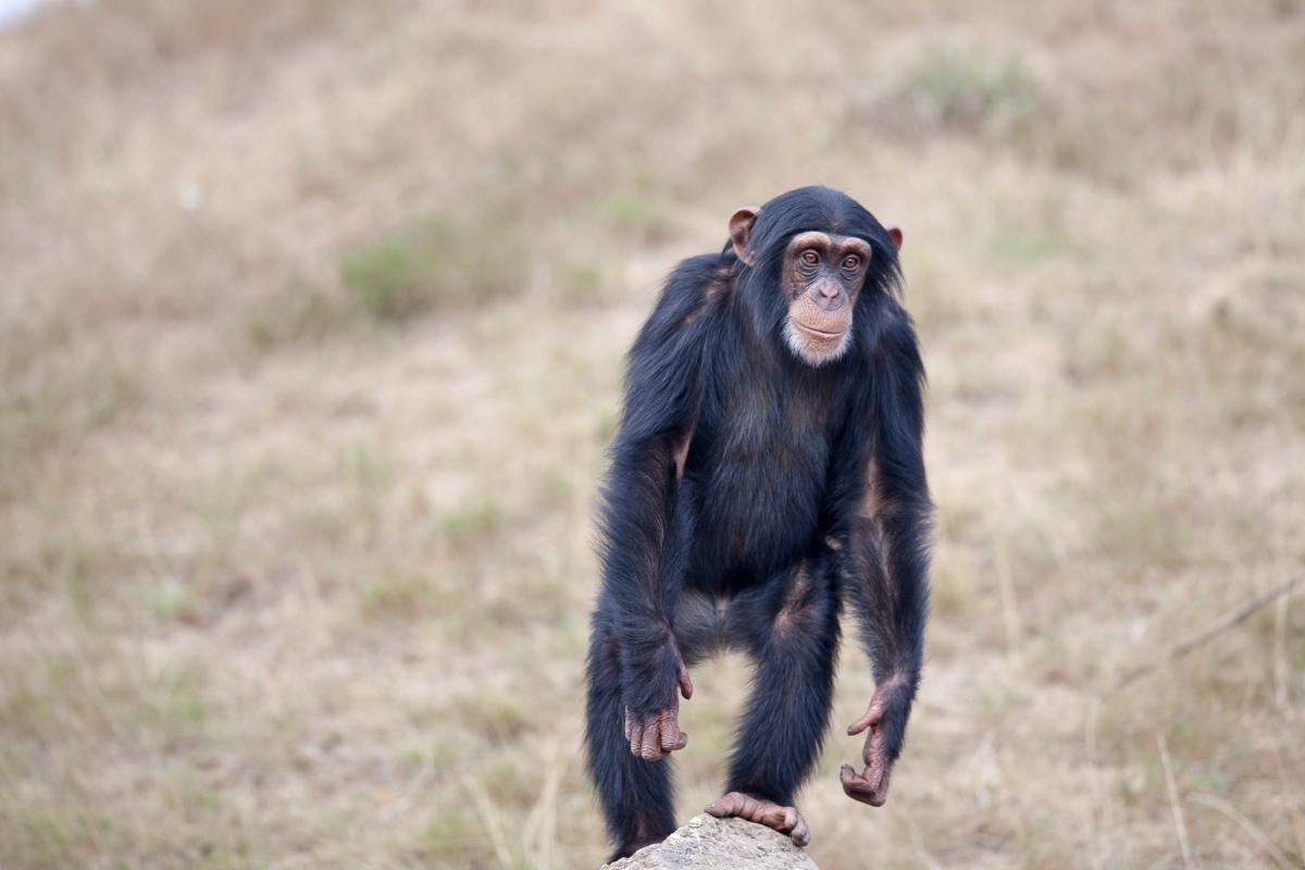 ape