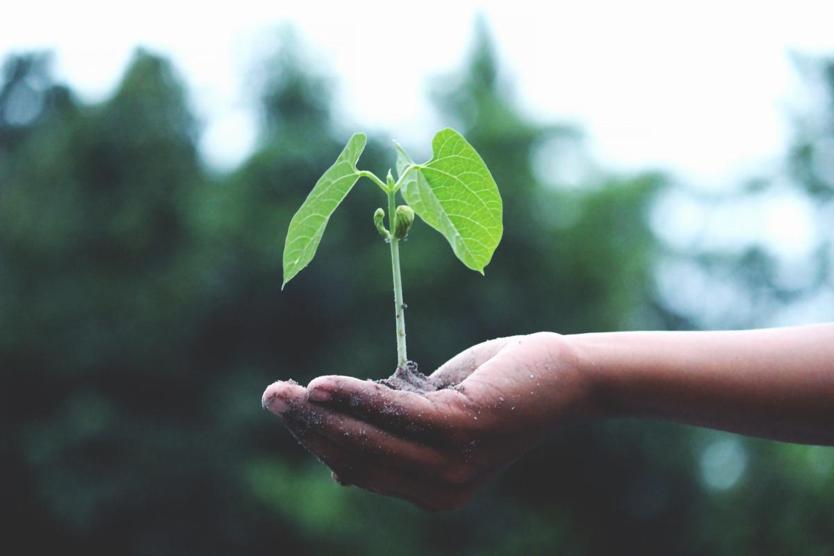 grow