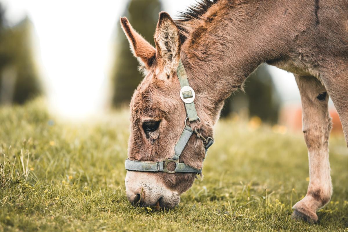 donkey