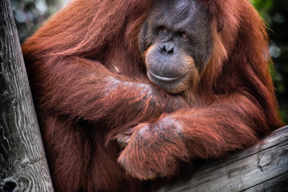 orang