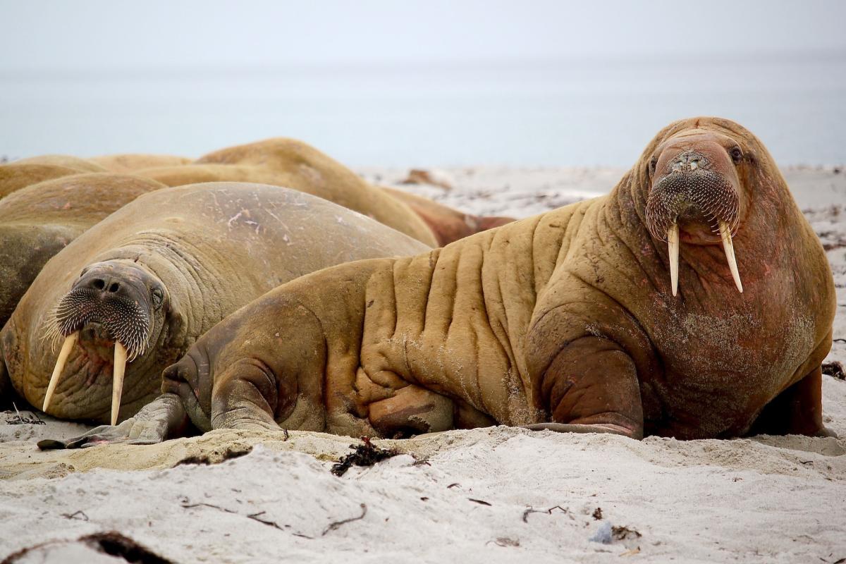walrus