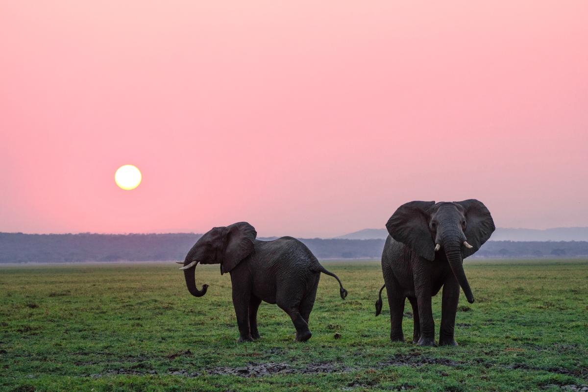 elephant