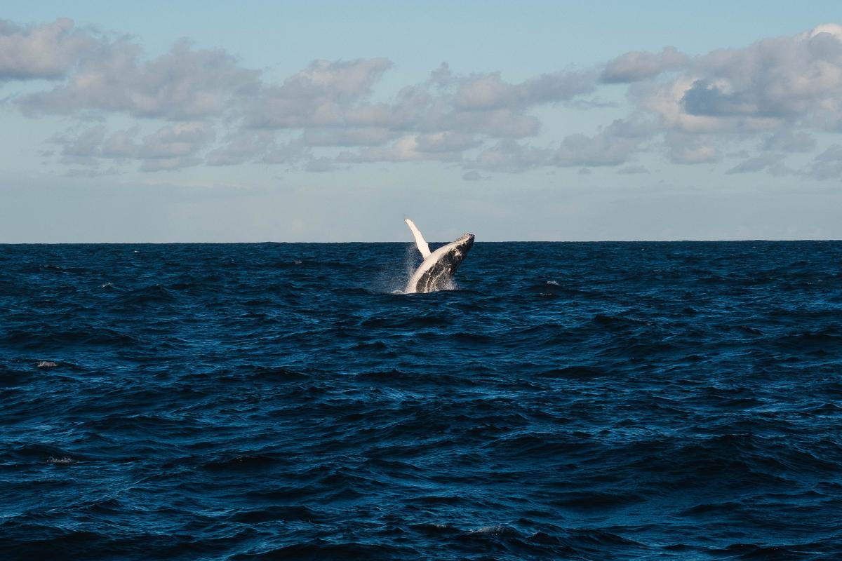 whale