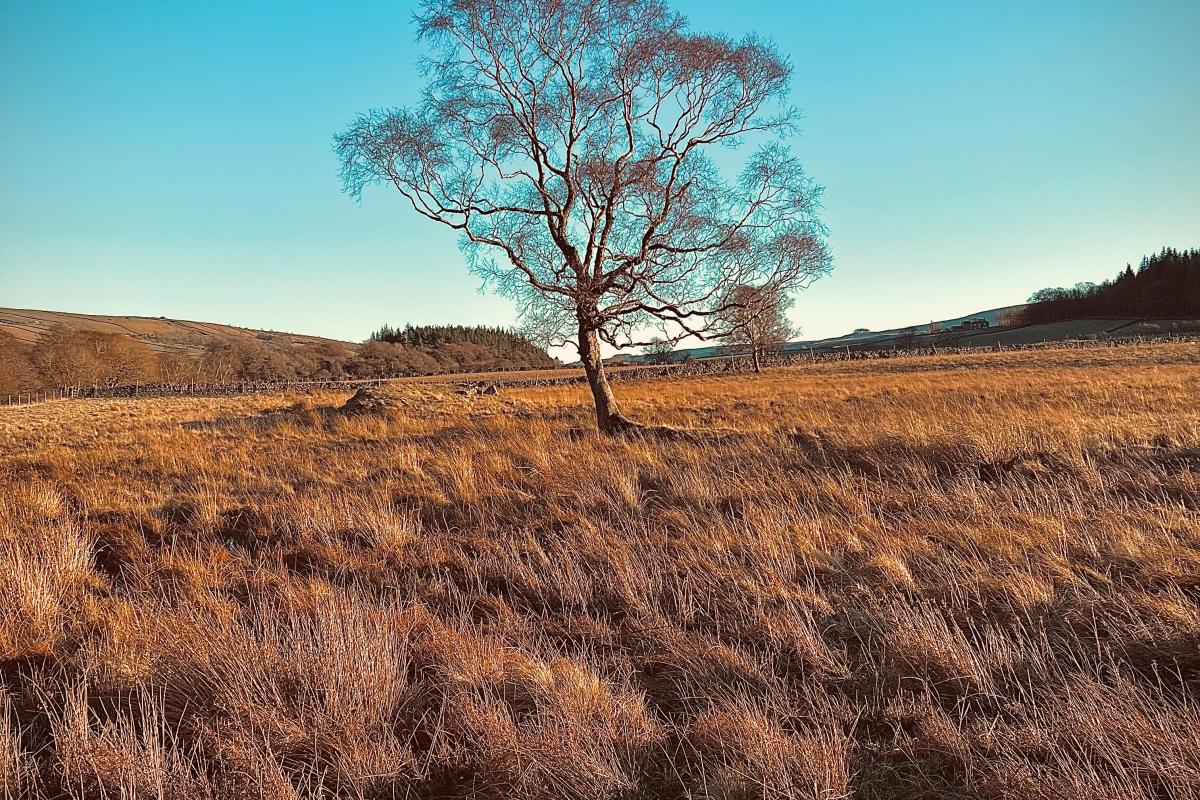 tree
