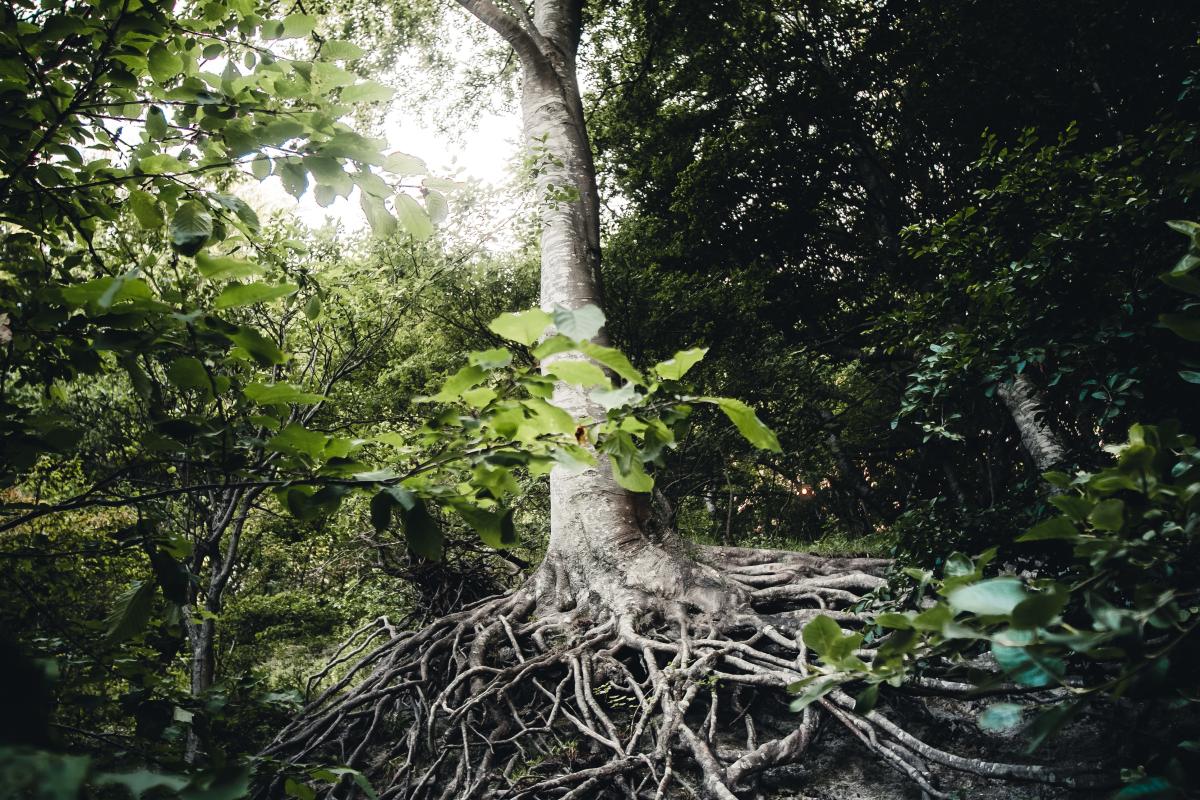 roots