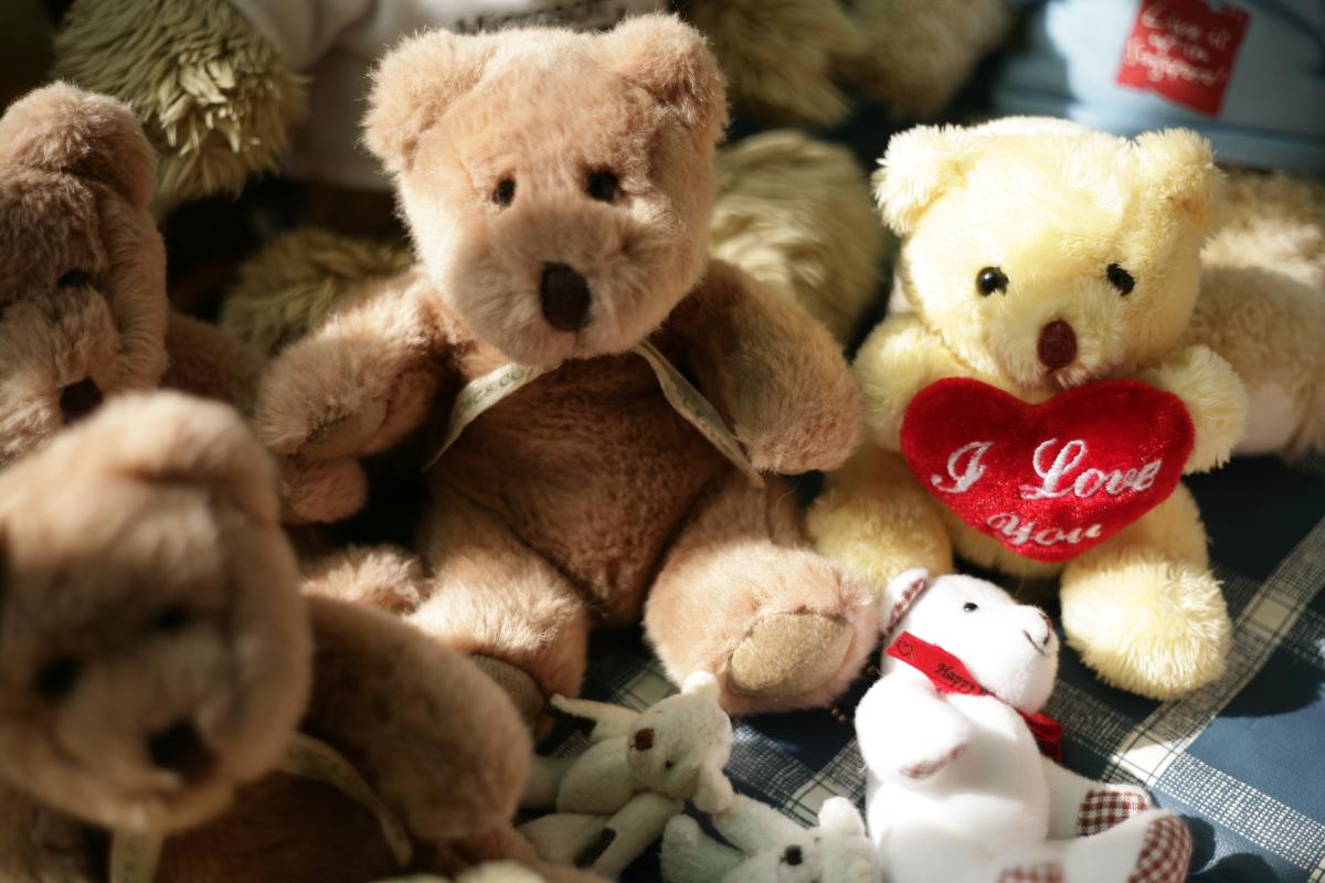 teddy