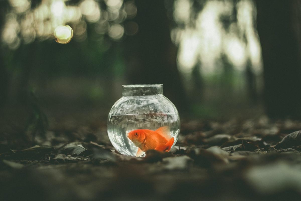 fish