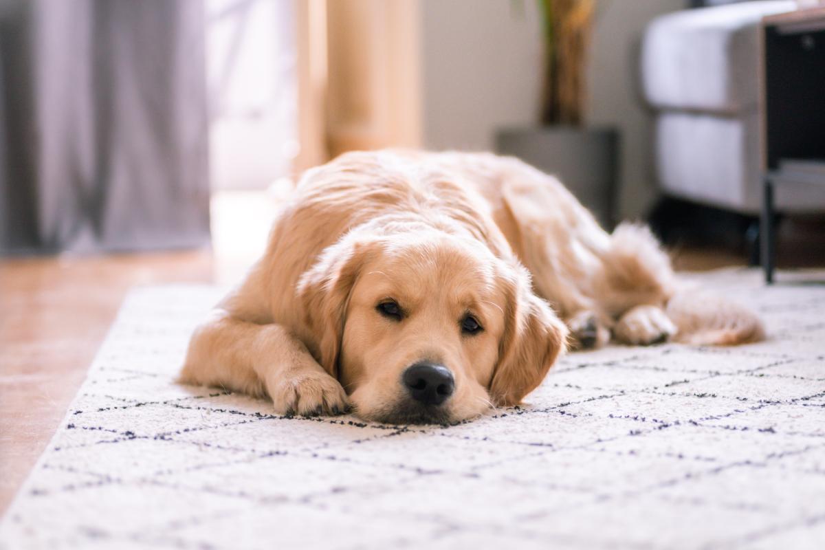 puppy