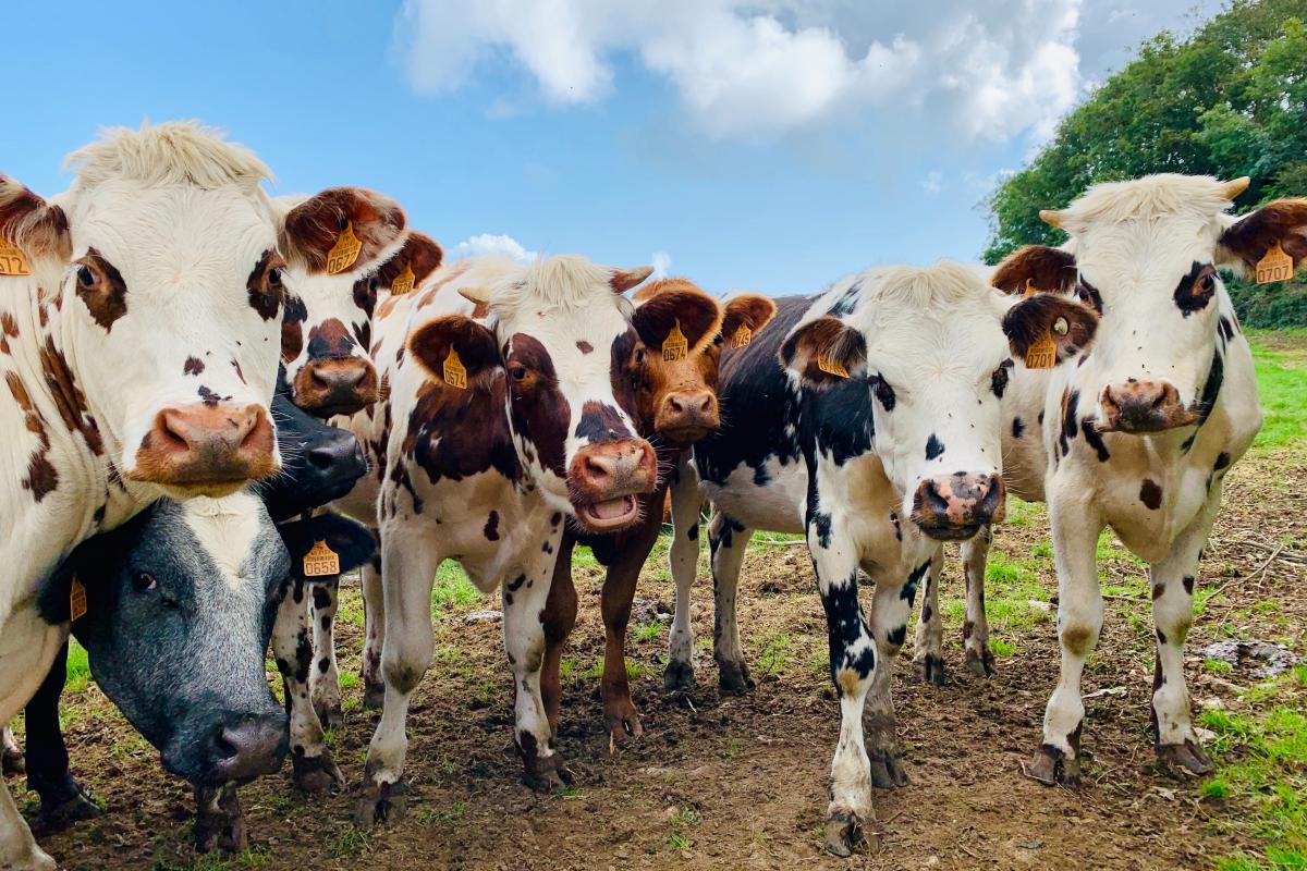 cows