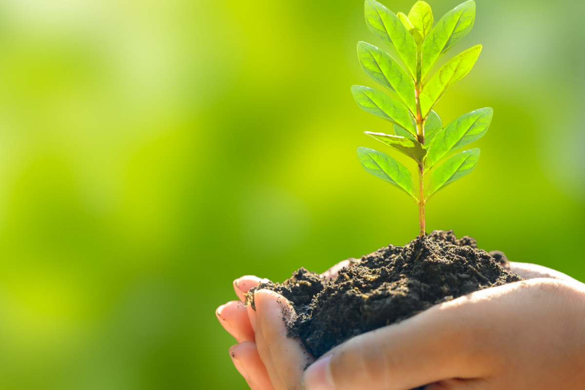 Hand holding a plant seedling