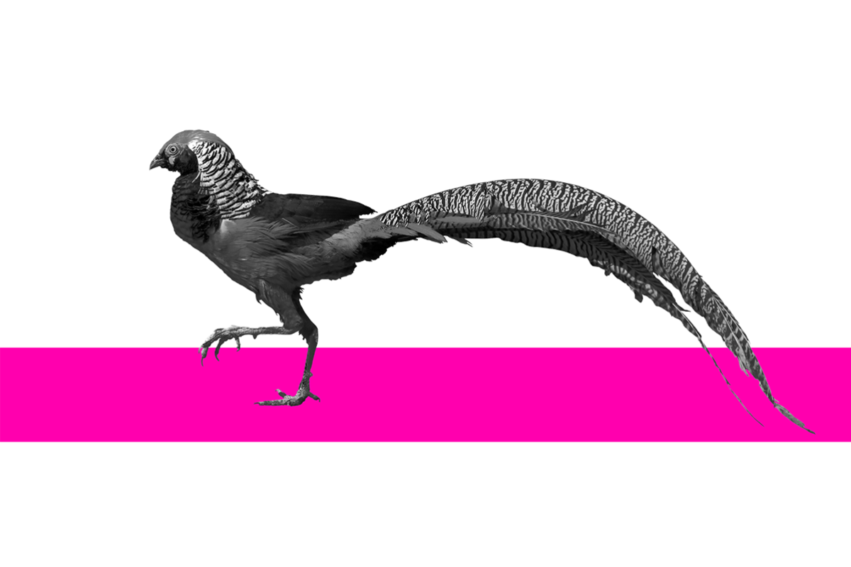 Pheasant
