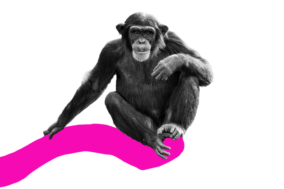 Chimpanzees