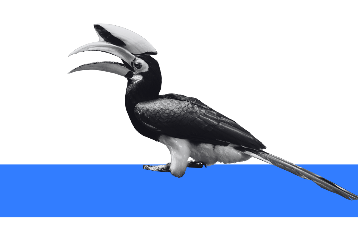 Black-and-white hornbill perched on a vibrant blue bar, symbolising bold vision, distinct identity, and rising talent — visual used for The Ones to Watch Singapore event.