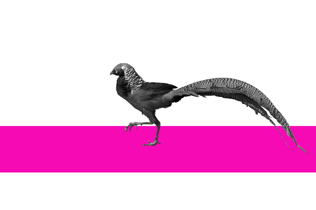 Bird in a Pink and White Background