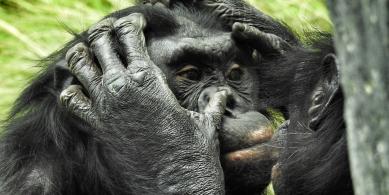 bonobo