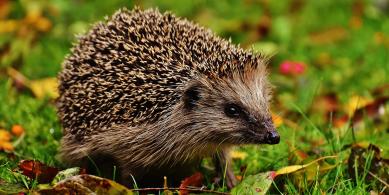Hedgehog