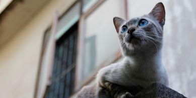 cat