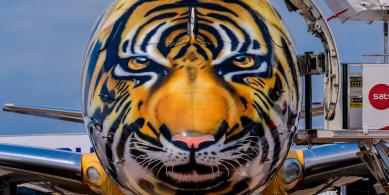 tiger