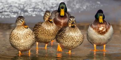 ducks