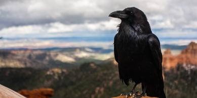 crow