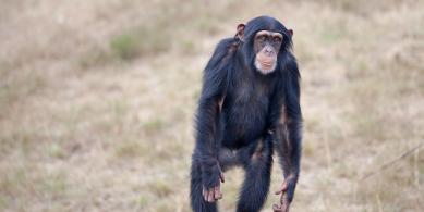 ape