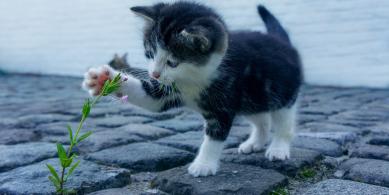 cat