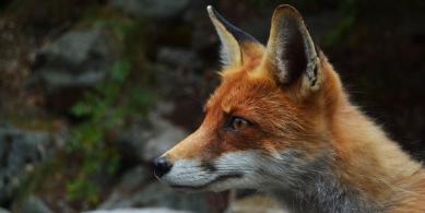 fox