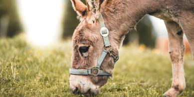 donkey