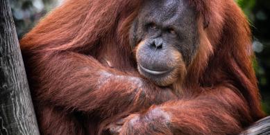 orang