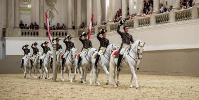 horses