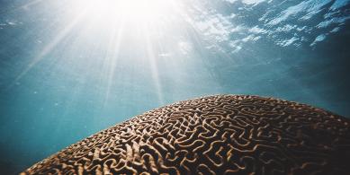 sea