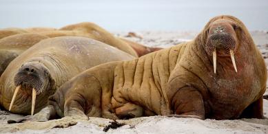 walrus