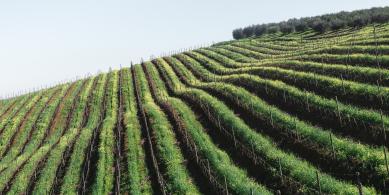wine