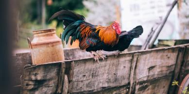 rooster