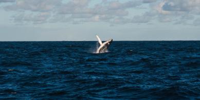 whale
