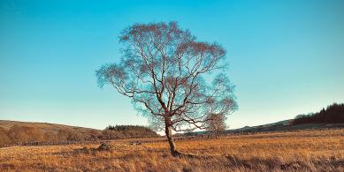 tree