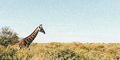 safari